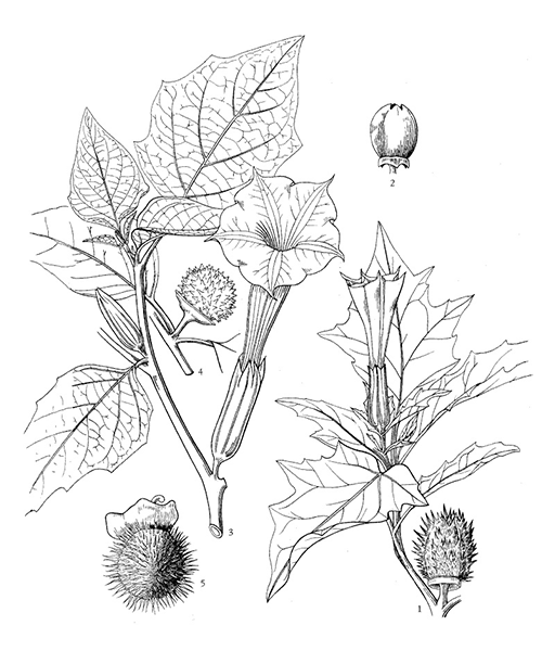 Natural compounds from  Datura metel